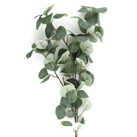 EUCALYPTUS